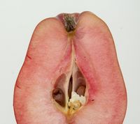 Rødkødet paradisæble